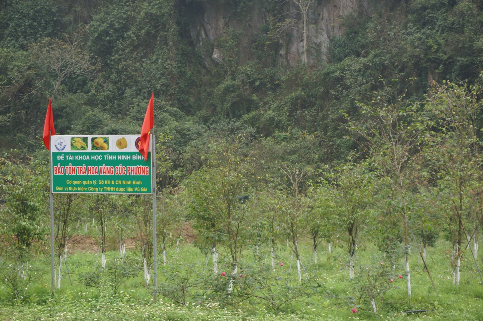Việt Nam đã có những dự án phát triển trà hoa vàng.