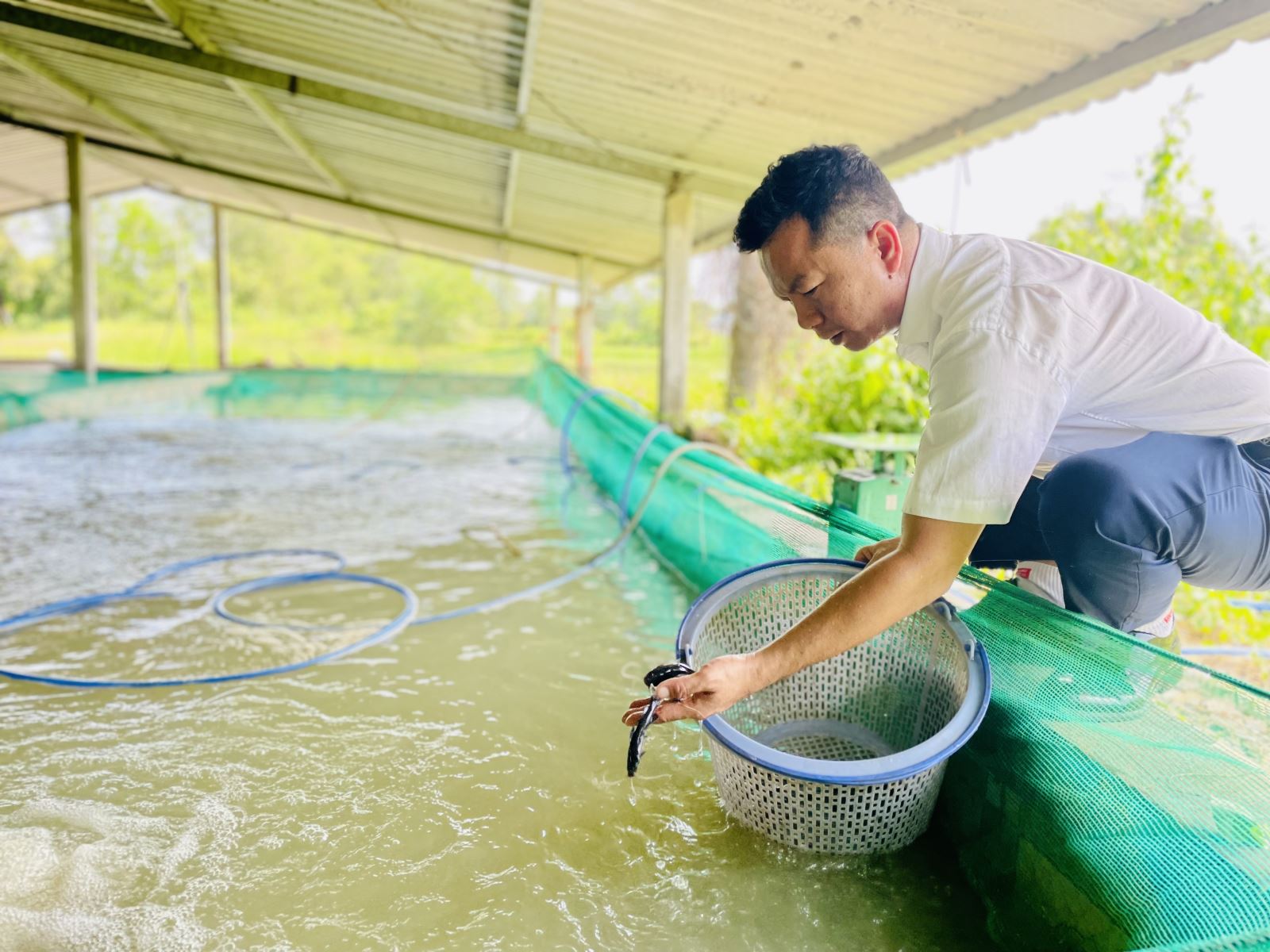 Gần 15 năm nay, anh Nguyễn Trung Hiếu dành trọn tâm huyết với nghề nuôi cá lăng bột, cá lăng giống. 