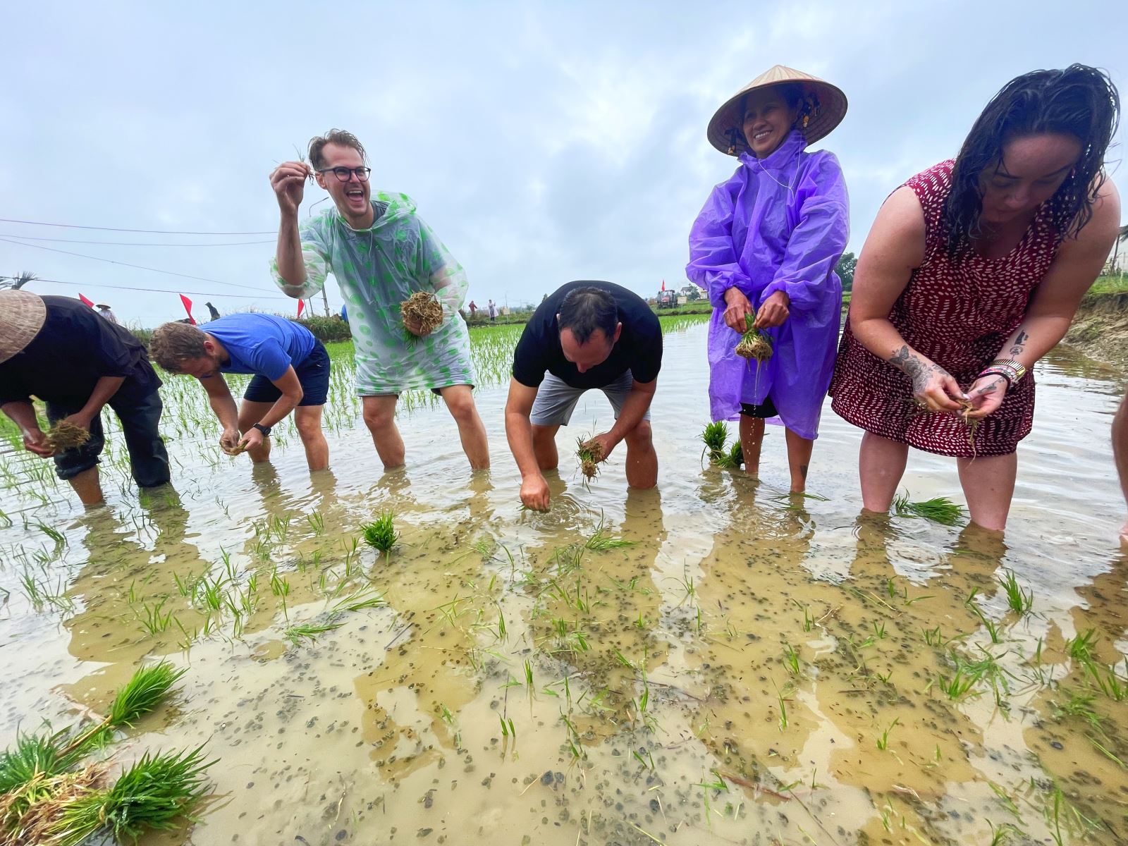 Du khách học cách trồng lúa.