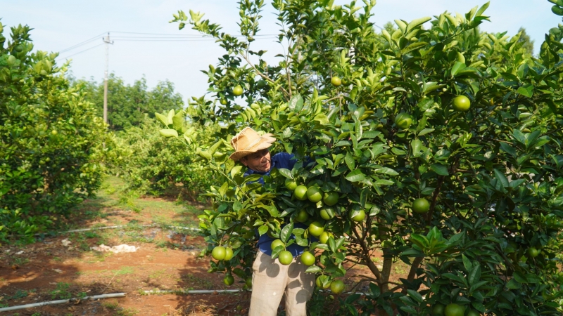 Một trang trại cây ăn quả ở huyện Cam Lộ. 