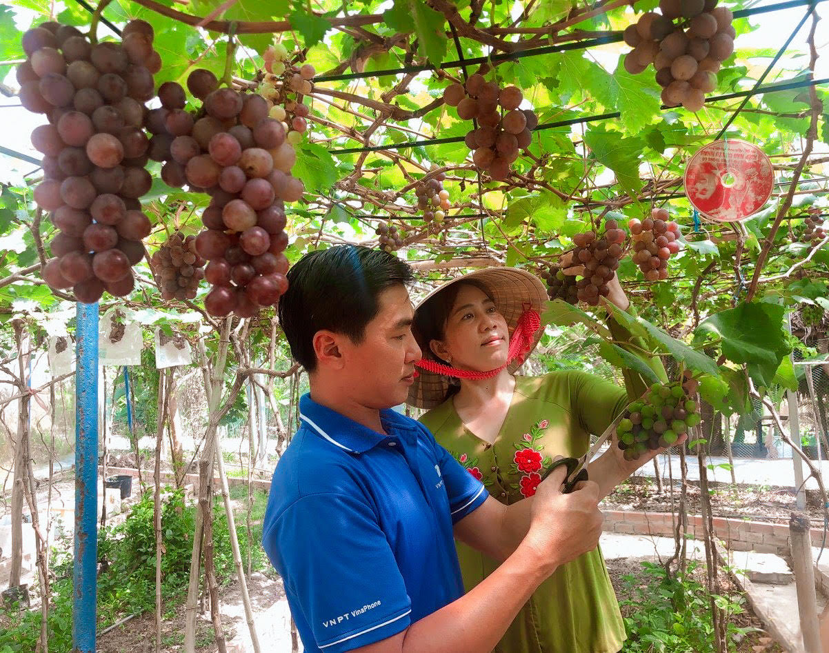 Vợ chồng anh Cần - chị Lẹ chăm sóc vườn nho.