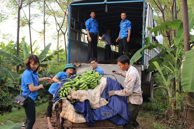 Đoàn viên thanh niên Huyện đoàn Yên Lạc tham gia tích cực vào phát triển kinh tế nông thôn.