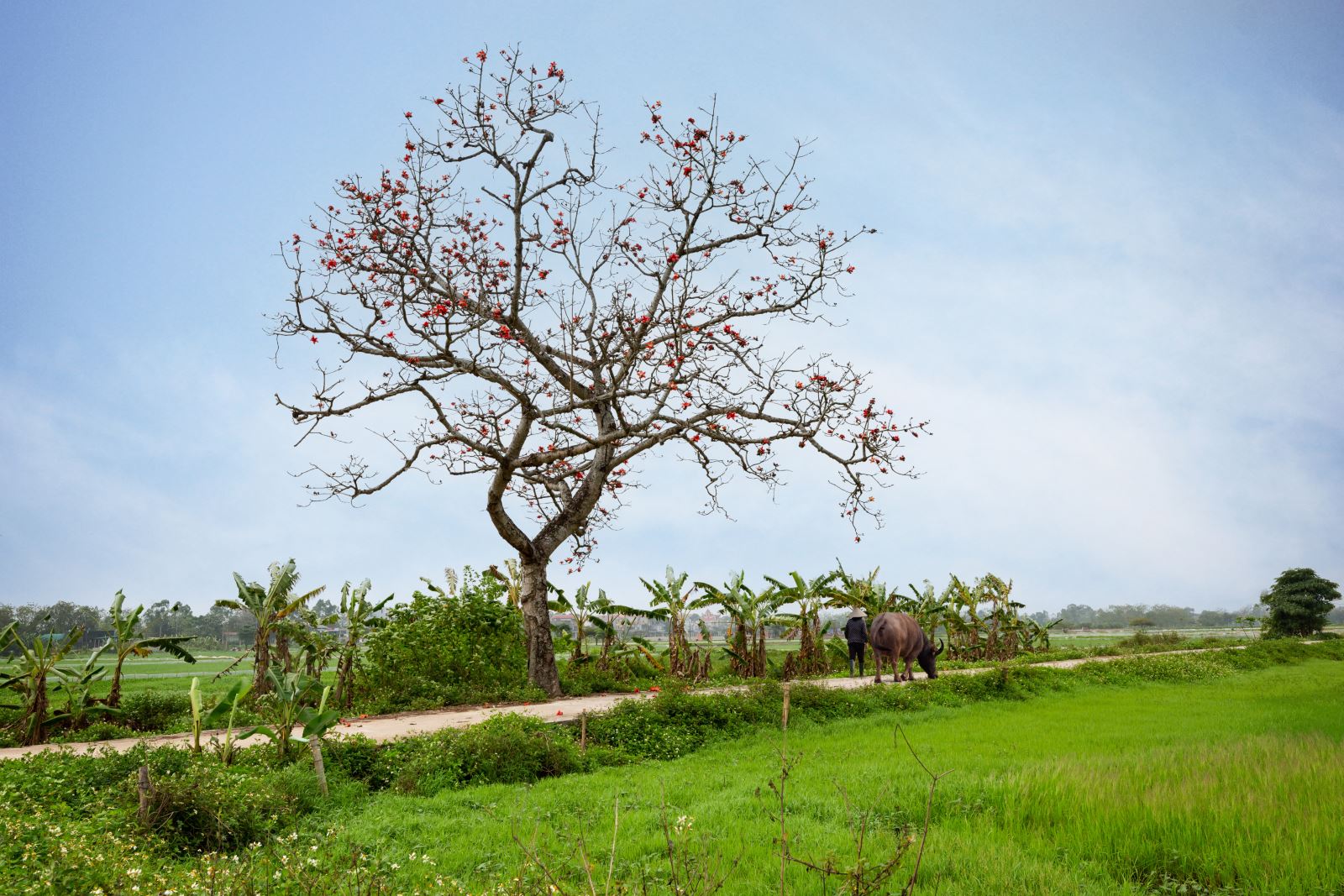 Cây gạo ở An Mỹ, Mỹ Đức, Hà Nội.