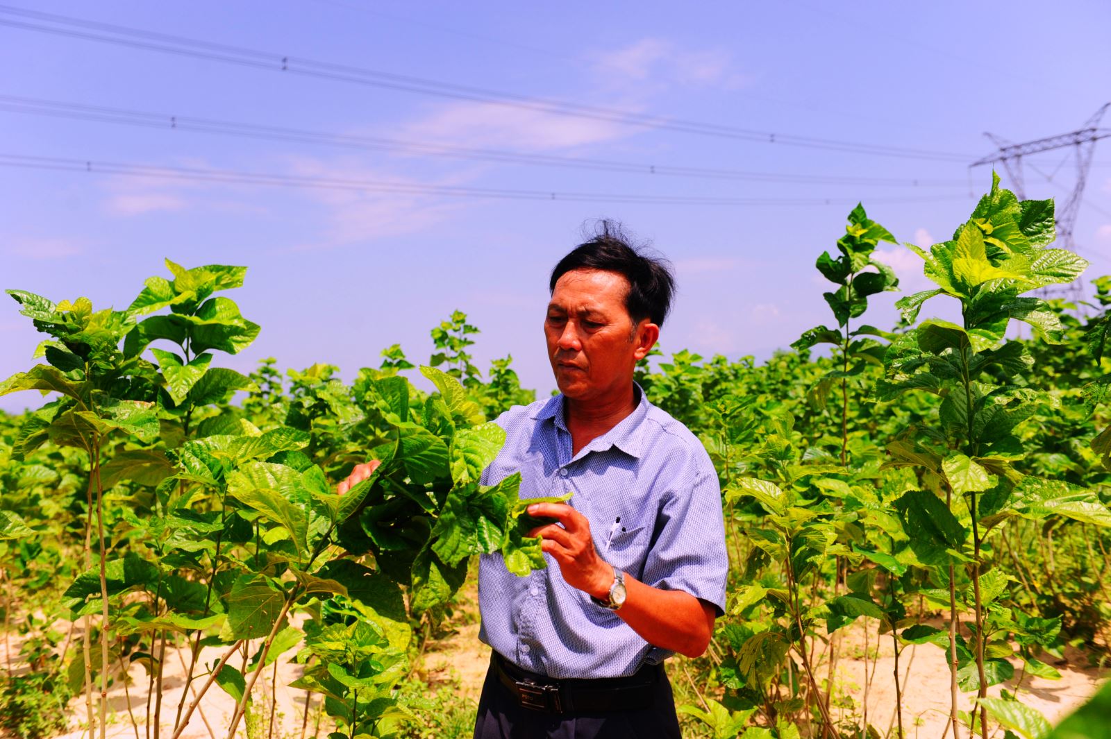 Người dân Bảo Lộc mạnh dạn chặt bỏ cây cà phê, tái tạo đất để trồng cây dâu nuôi tằm.