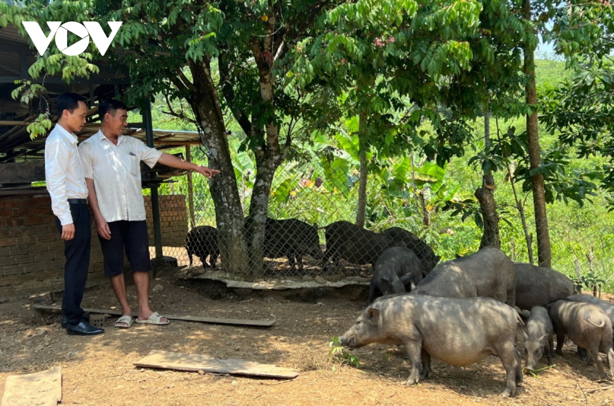 Mô hình nuôi heo rừng lai của anh Vũ Văn Hoàng, ở huyện Nam Giang, tỉnh Quảng Nam phát triển tốt nhờ nguồn vốn Agribank.