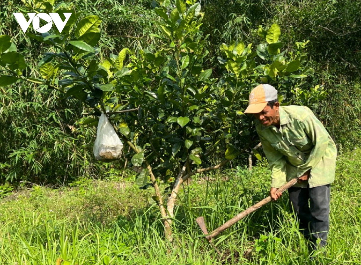 Ông Alăng Tia, xã Tà Bhing, huyện Nam Giang phát triển kinh tế gia đình từ vốn tam nông.