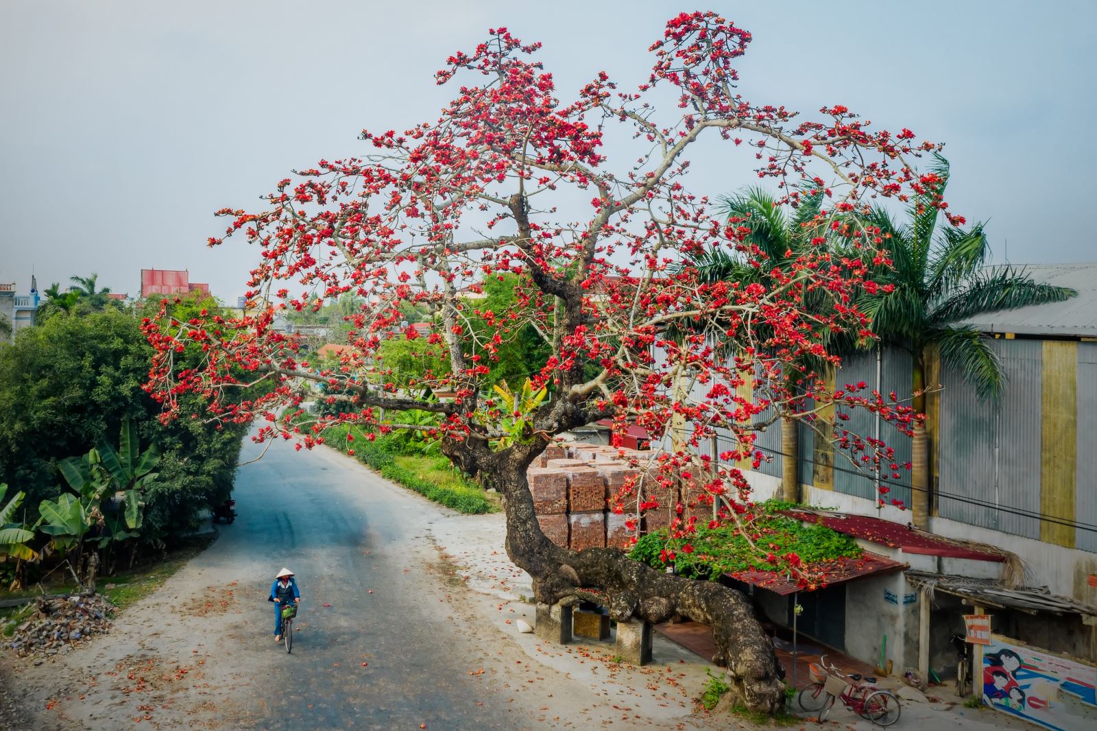 Cây gạo gù Thái Bình.