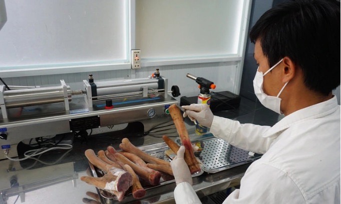 Anh Việt chuẩn bị chế biến các sản phẩm từ nhung hươu.