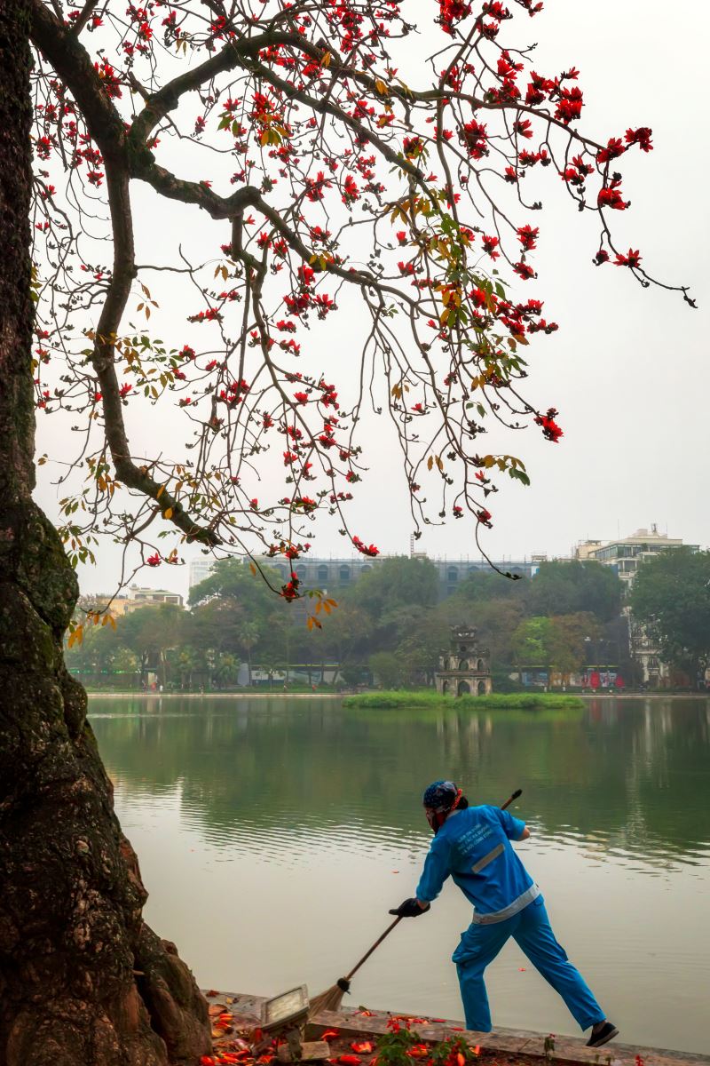 Cây gạo ở Hồ Gươm, Hà Nội.