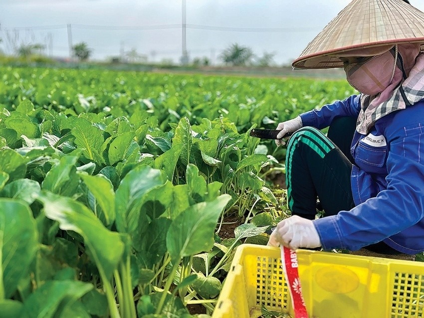 Sản xuất nông nghiệp.