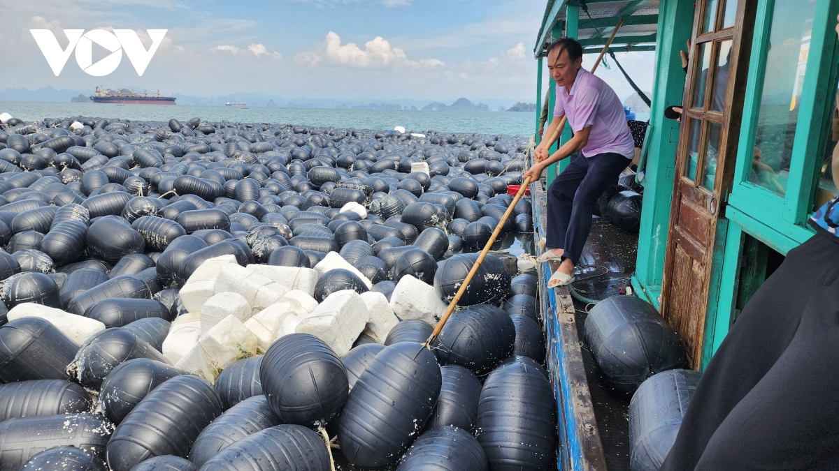 Anh Minh cùng với công nhân cố gắng kéo những quả phao còn xót lại. Anh bảo vớt vát được chút nào hay chút đó vì giờ chả còn gì.