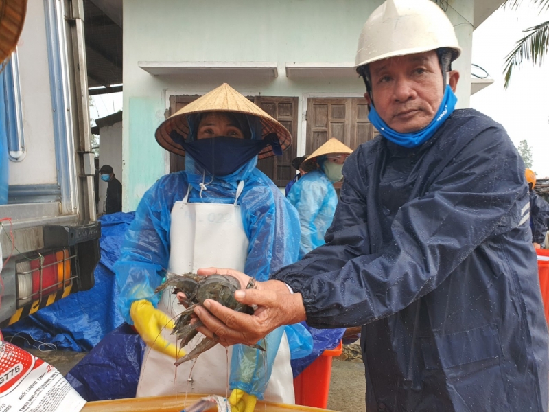 Ông Nguyễn Ngọc Châu, ở huyện Phù Cát, tỉnh Bình Định phát huy hiệu quả nguồn vốn vay vào việc nuôi tôm.