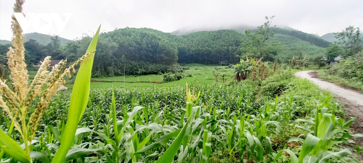 Thu nhập chủ yếu của người dân vùng đồng bào dân tộc thiểu số sinh sống vẫn chủ yếu là nông - lâm nghiệp, trong đó nông nghiệp vẫn sản xuất theo hướng tự cung tự cấp.