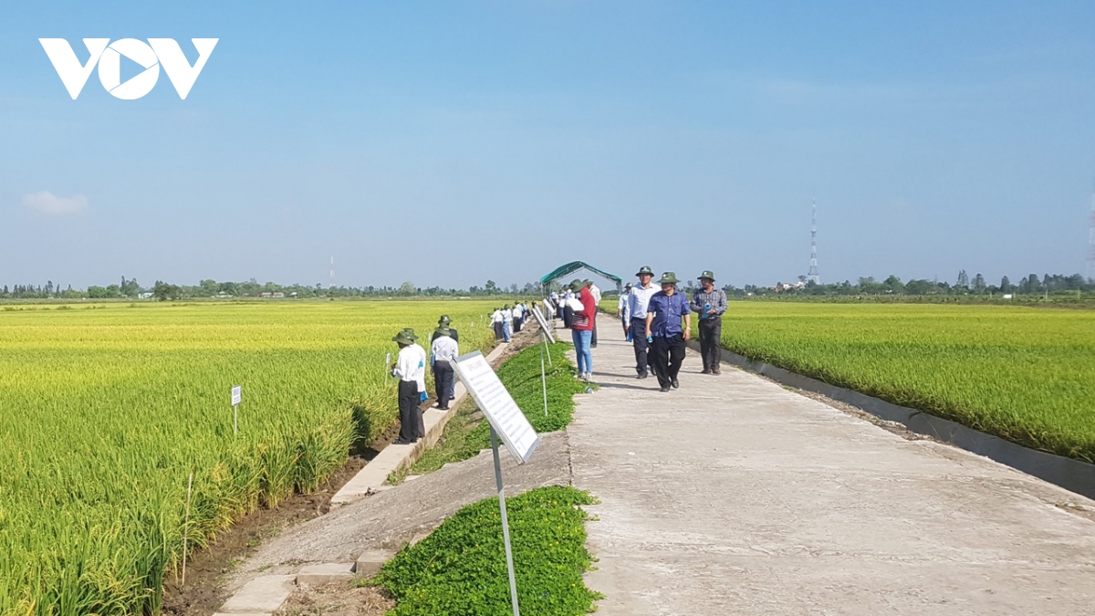 Việt Nam là nước sản xuất lúa đứng thứ 5 thế giới, có khối lượng phụ phẩm rơm rạ, trấu, cám rất lớn.