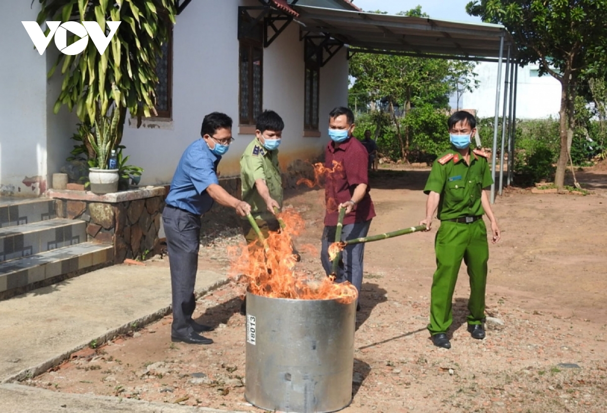 Tiêu hủy sâm Ngọc Linh giả tại huyện Đăk Tô, tỉnh Kon Tum.
