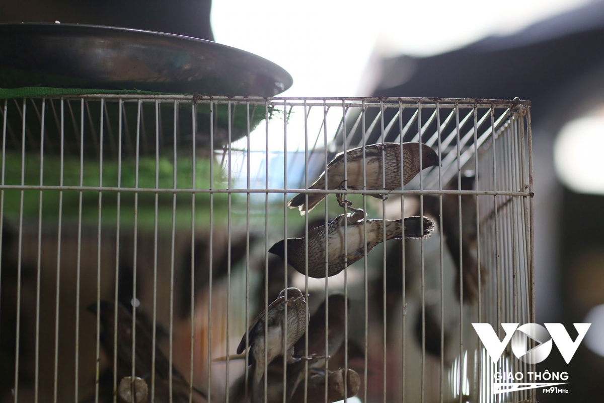 Chim trời bị bẫy mang về bán cho những người có nhu cầu “phóng sinh” ở chợ Đồng Xuân.