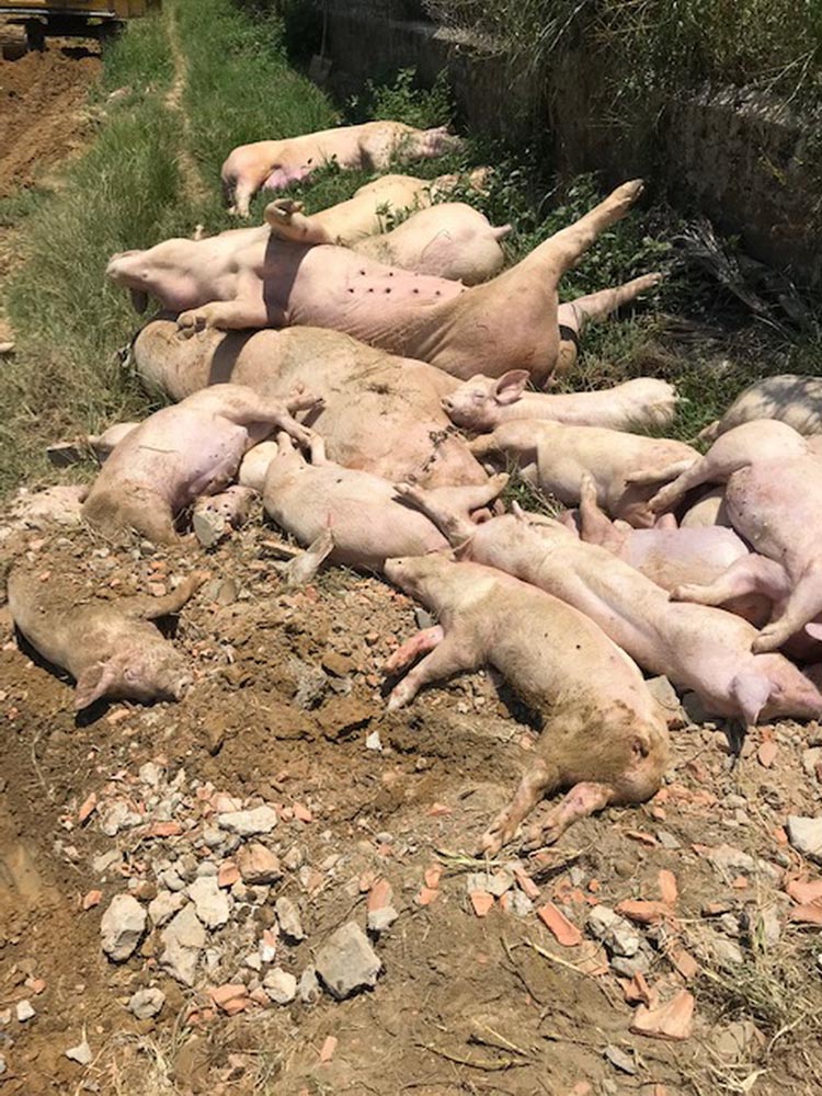 Lợn chết như ngả rạ ở huyện Phú Vang, tỉnh Thừa Thiên- Huế.