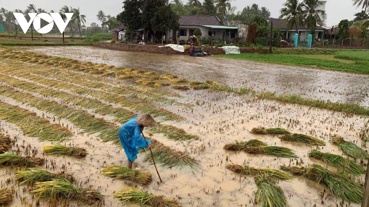 Người dân Bình Định khẩn trương thu hoạch lúa Đông Xuân bị ngập sau mưa lớn.