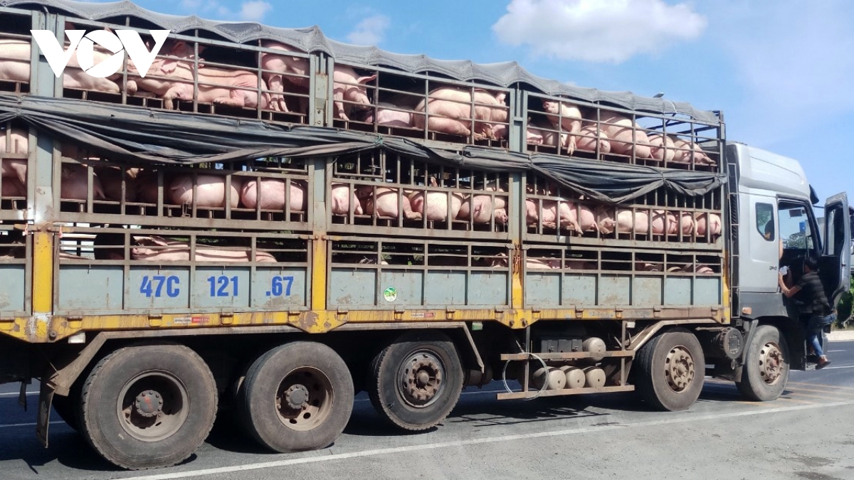Cần ngăn chặn, kịp thời phát hiện và xử lý nghiêm các trường hợp nhập lậu, vận chuyển, buôn bán trái phép lợn, sản phẩm lợn ra, vào Việt Nam.