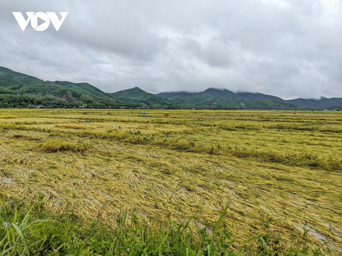 Nhiều diện tích lúa Đông - Xuân ở Bình Định vào giai đoạn thu hoạch bị ngã đổ.