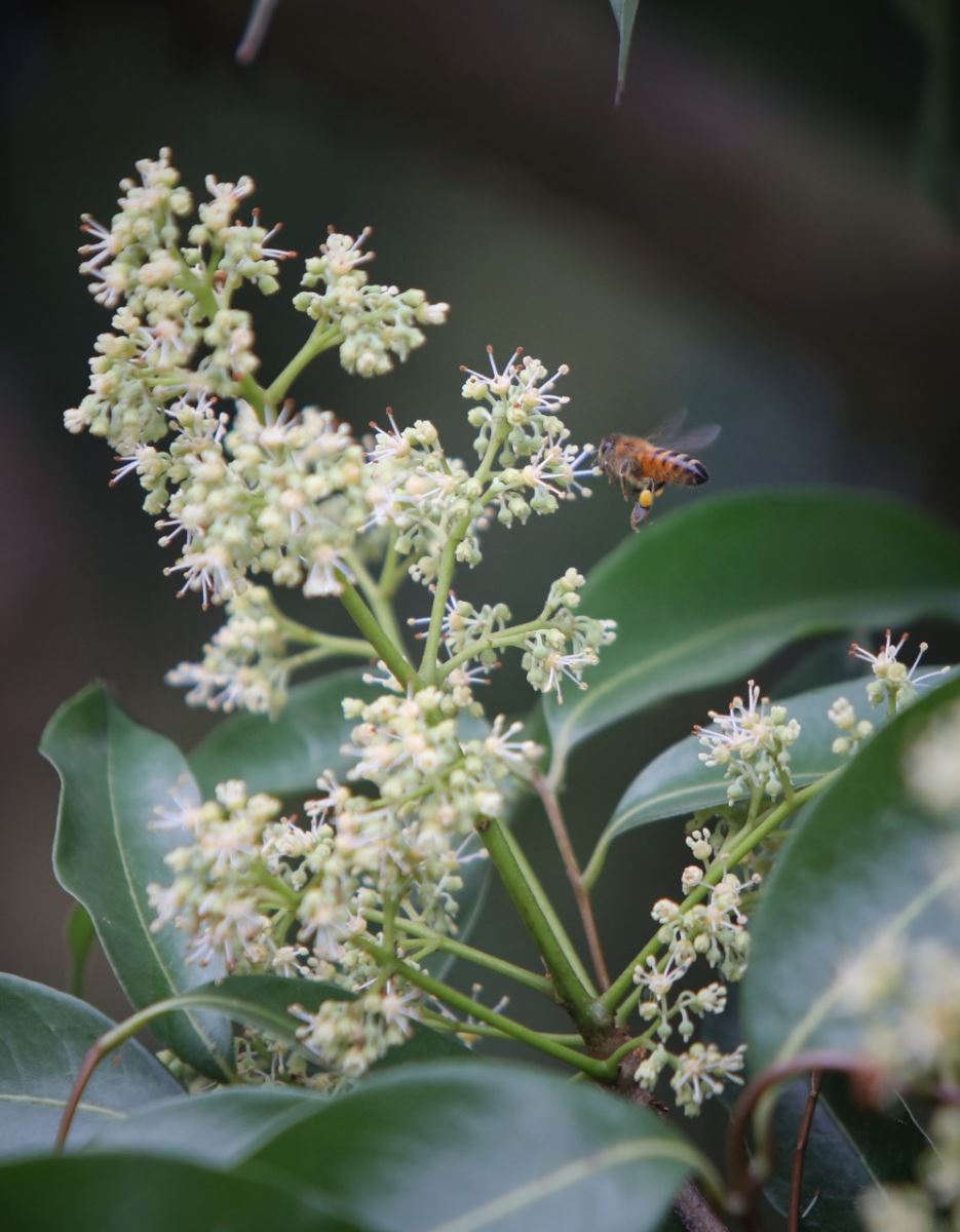 Mật ong hoa vải được ong mật thu thập từ hàng nghìn héc-ta vườn vải thiều của người dân huyện Lục Ngạn.